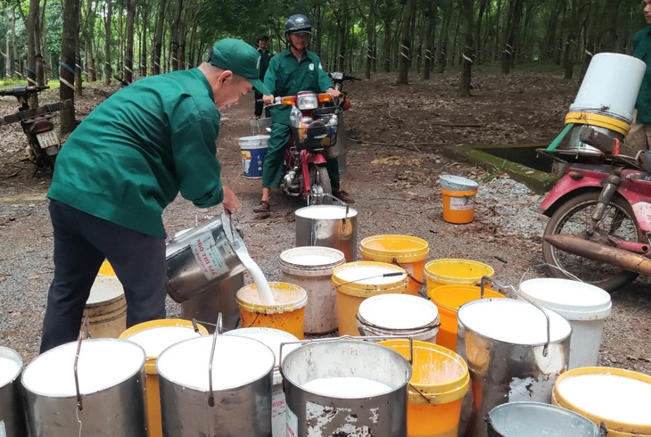 Vượt khó, anh cả ngành cao su có doanh thu hàng chục nghìn tỉ đồng